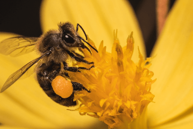 欧盟蜜蜂风险评估指南