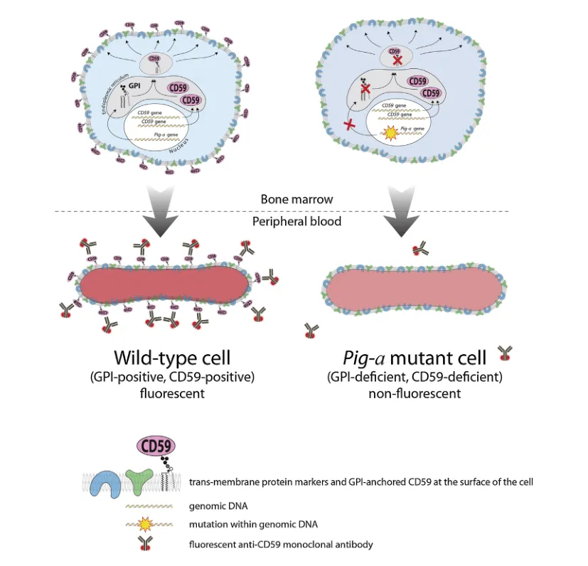 articles/genotoxicity-testing-criteria-2.jpg