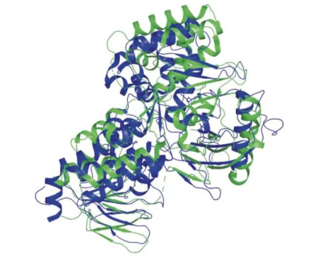 水稻和菠萝泛菌蛋白A链三维结构叠合图