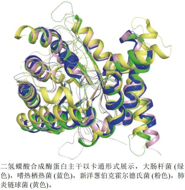 二氢蝶酸合成酶蛋白不同种属A链三维叠合图