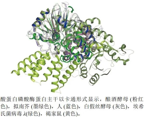 丝氨酸-苏氨酸蛋白磷酸酶不同种属A链三维叠合图