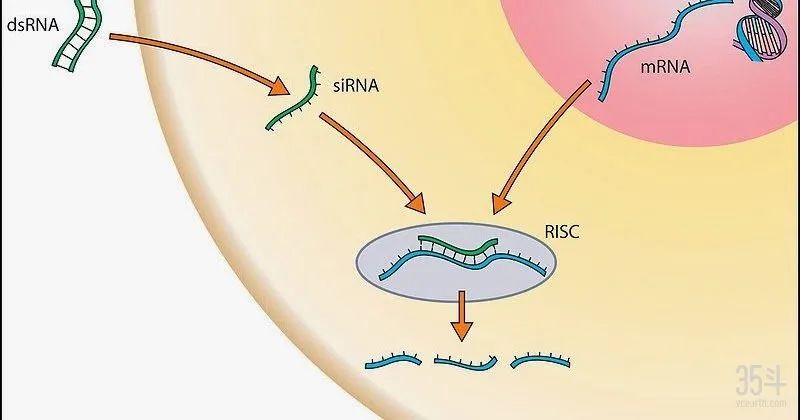 RNA干扰机制