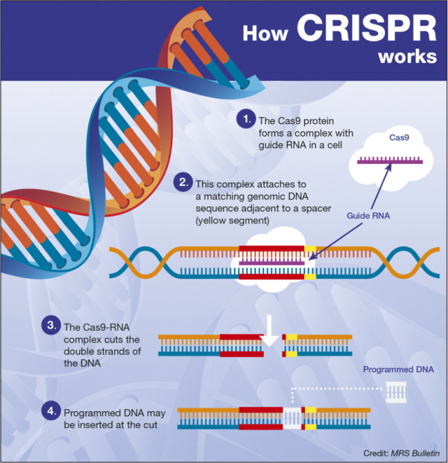 CRISPR技术原理